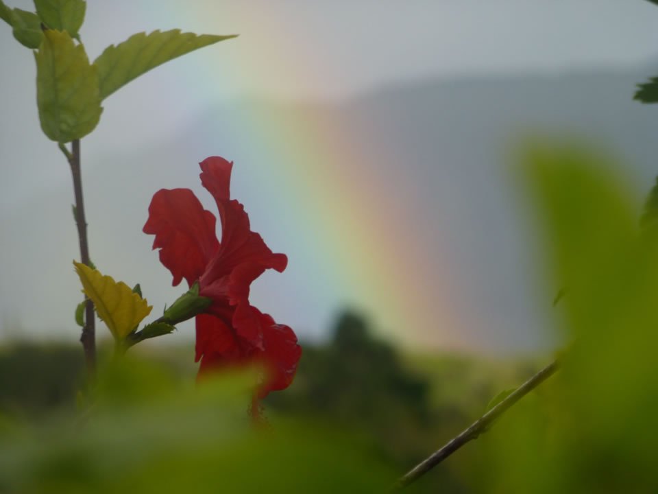 Flower and rainbow