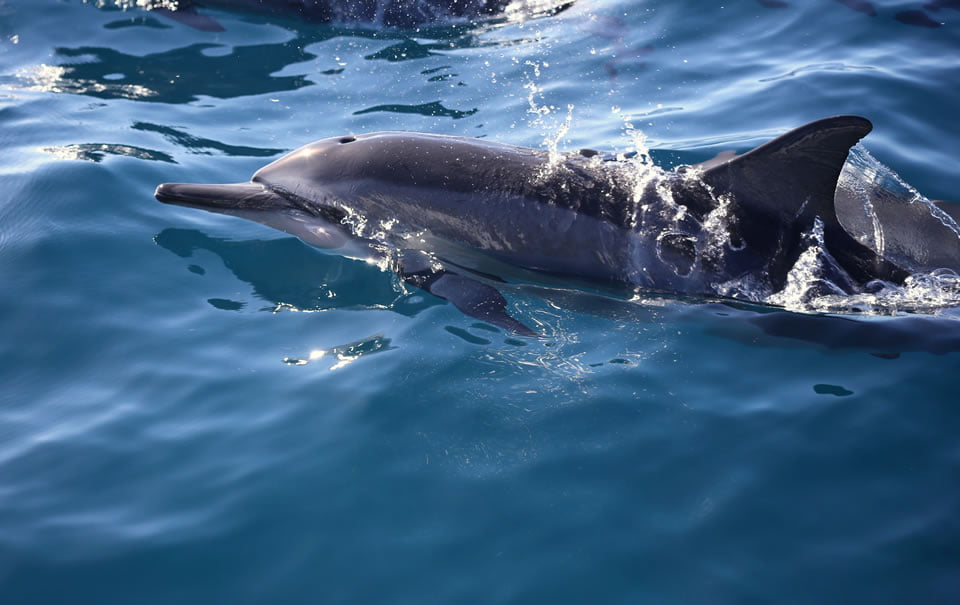 Spinner dolphin