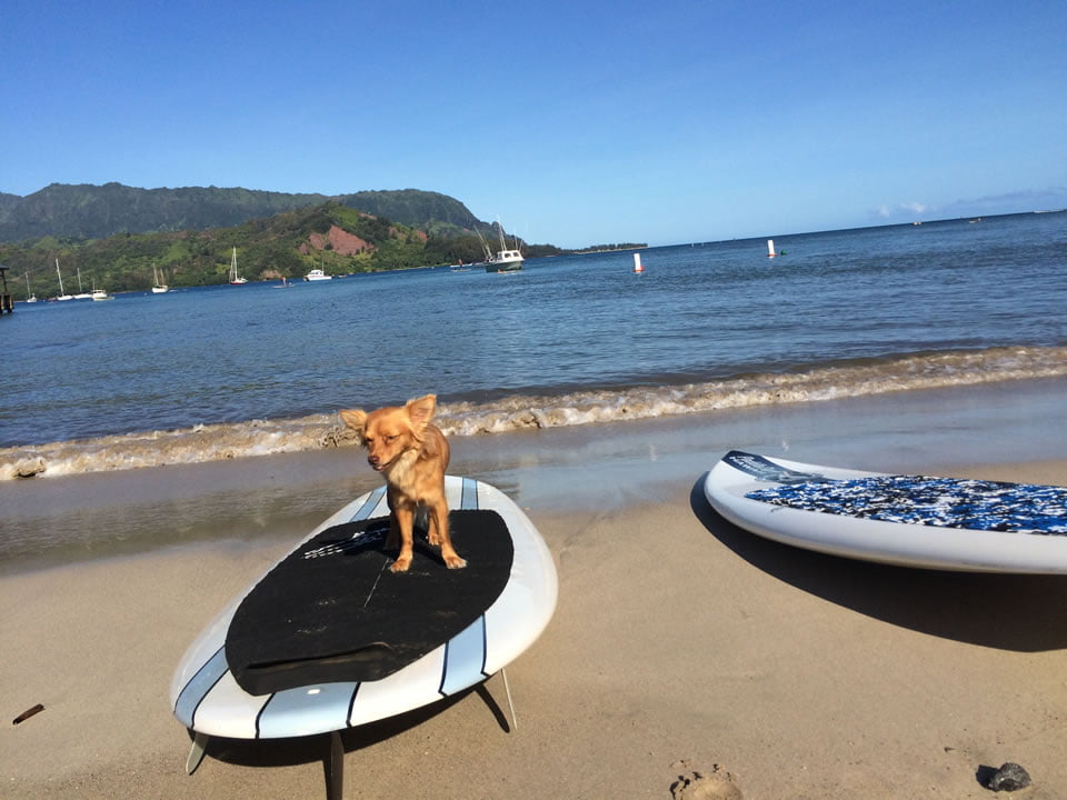 Stand up paddling