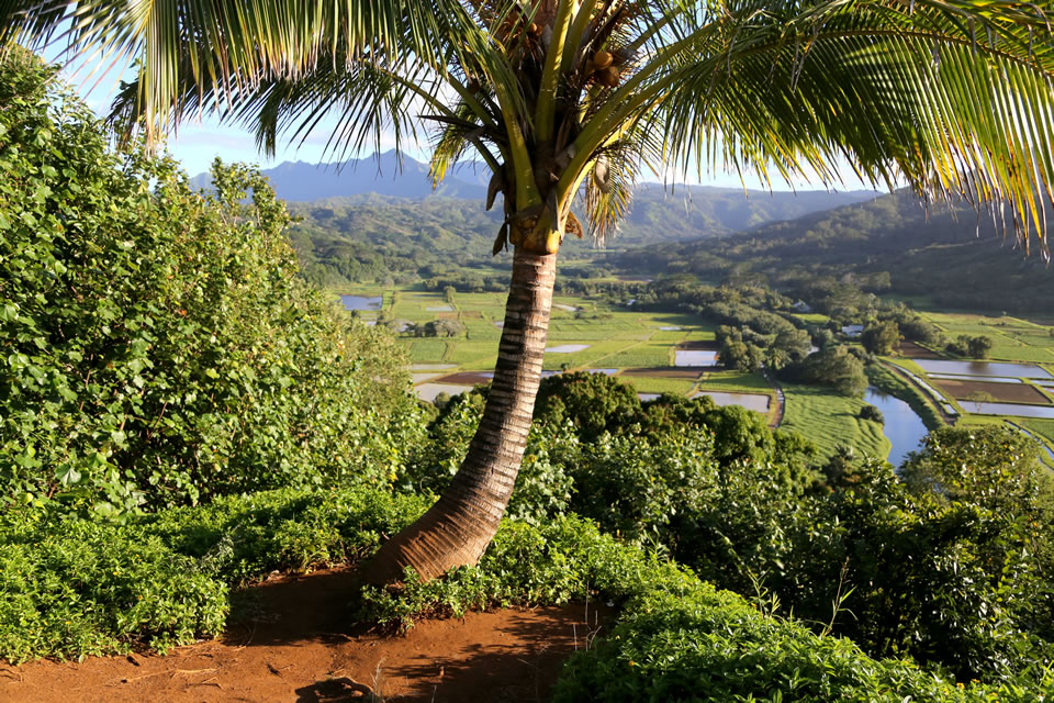 View of Hanalei valley